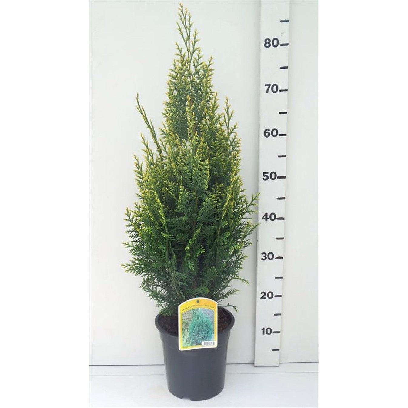 Ädelcypress – Chamaecyparis lawsoniana 'White Spot' - C3 40-50 CM